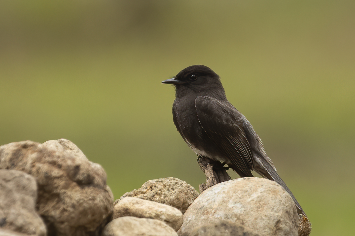 Black Phoebe